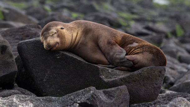Sleeping Seal Pregnant maternity leave